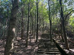 -东莞市大岭山森林公园