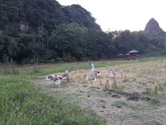 -高荡千年布依古寨旅游景区