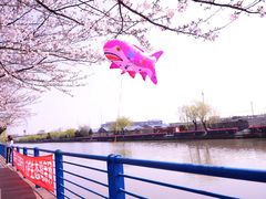 -高东镇樱花园
