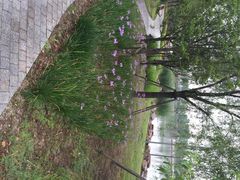 iphone_upload_pic-南翔镇银翔湖公园