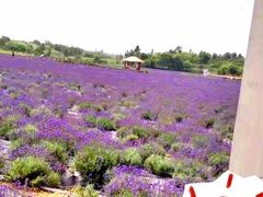 -紫颐香薰山谷景区