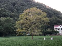 -西湖风景区十里琅珰-五云山