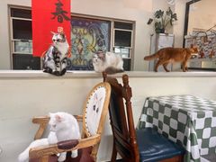 -猫小院猫主题餐厅(南锣旗舰店)