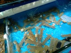 -港畔赶海蒸汽海鲜烧烤自助(仙螺岛店)
