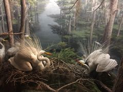 -美国自然历史博物馆