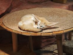 点击看大图 -Zoolung Zoolung动物主题公园(海信广场店)