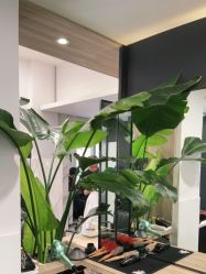 点击看大图 -Garden花園造型