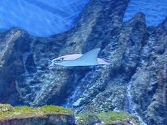 -海合安武汉极地海洋公园