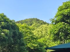 -阿巧茶庄