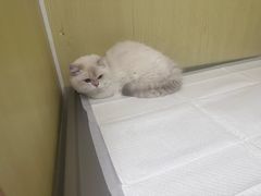 -申普宠物医院·心脏介入·心血管微创(总院)