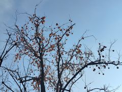 -雍和宫