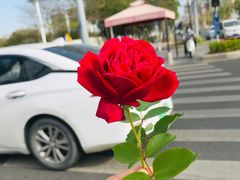 -春润大地海南椰子鸡(沙井京基百纳广场店)