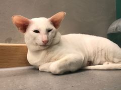 -飞行喵MR PILOT|猫舍·猫咖(静安大融城店)