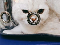 -瑞派福兴宠物医院犬猫全科·骨科·中西医结合(河东店)