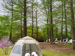 -上海滨江森林公园