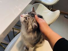 -飞行喵MR PILOT|猫舍·猫咖(静安大融城店)