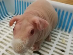 -藦茜花园宠物主题亲子互动体验馆(国顺东路店)