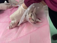 -北京观赏动物医院·24小时大型综合·猫专科·异宠专科