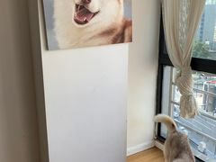 -Husky Go! 哈士奇体验馆·宠物咖啡厅狗咖