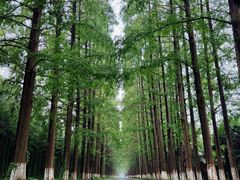 -黄海国家森林公园