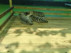 -栾川竹海野生动物园