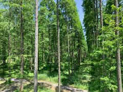 -黄海国家森林公园