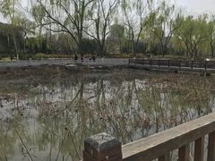 -莲花池公园