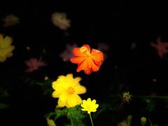 -花博汇(知音花月夜)