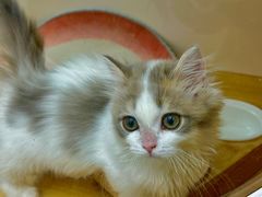 -青奢宠物·青奢猫舍