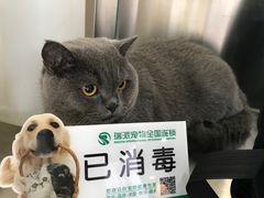 -瑞派长江宠物医院·猫科·外科·24小时夜护(谊城公寓分院)