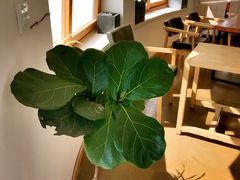 榛果拿铁-ChanDu躔度咖啡(灯塔店)