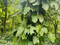 -中国科学院西双版纳热带植物园