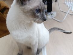 -Umiao与猫咖啡 猫咖