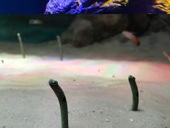 -暹罗海洋世界
