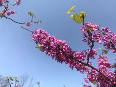 -桃花岭景区