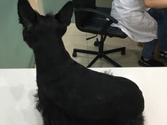 -菲尔斯特宠物医院