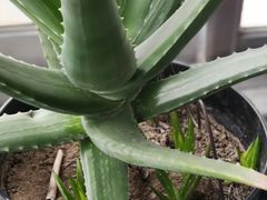 -秦美花卉(天朗·莱茵小城2期店)