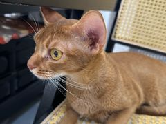 -琪喵猫屋·撸猫猫咖·猫舍
