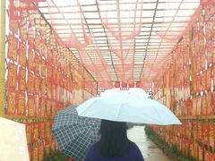 -天适樱花悠乐园