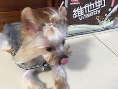-申普宠物医院·眼科·心内科·影像科(普陀分院)