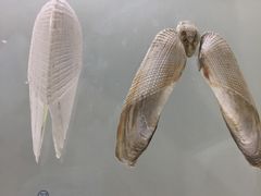 -青岛贝壳博物馆