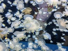 -太平洋海底世界