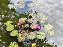 -野象谷景区