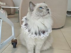 -怪兽屋·羊驼·猫咖·狗咖(俊华广场店)