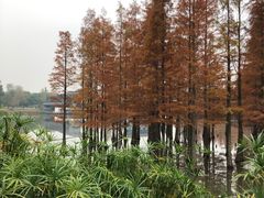 -白鹭湾湿地公园