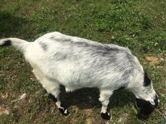 -紫颐香薰山谷景区