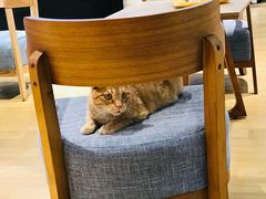 -藏猫猫咖啡主题馆(中央大道店)