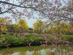 -天适樱花悠乐园
