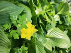 -黑龙江省森林植物园