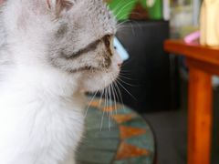 -喵店&猫咖